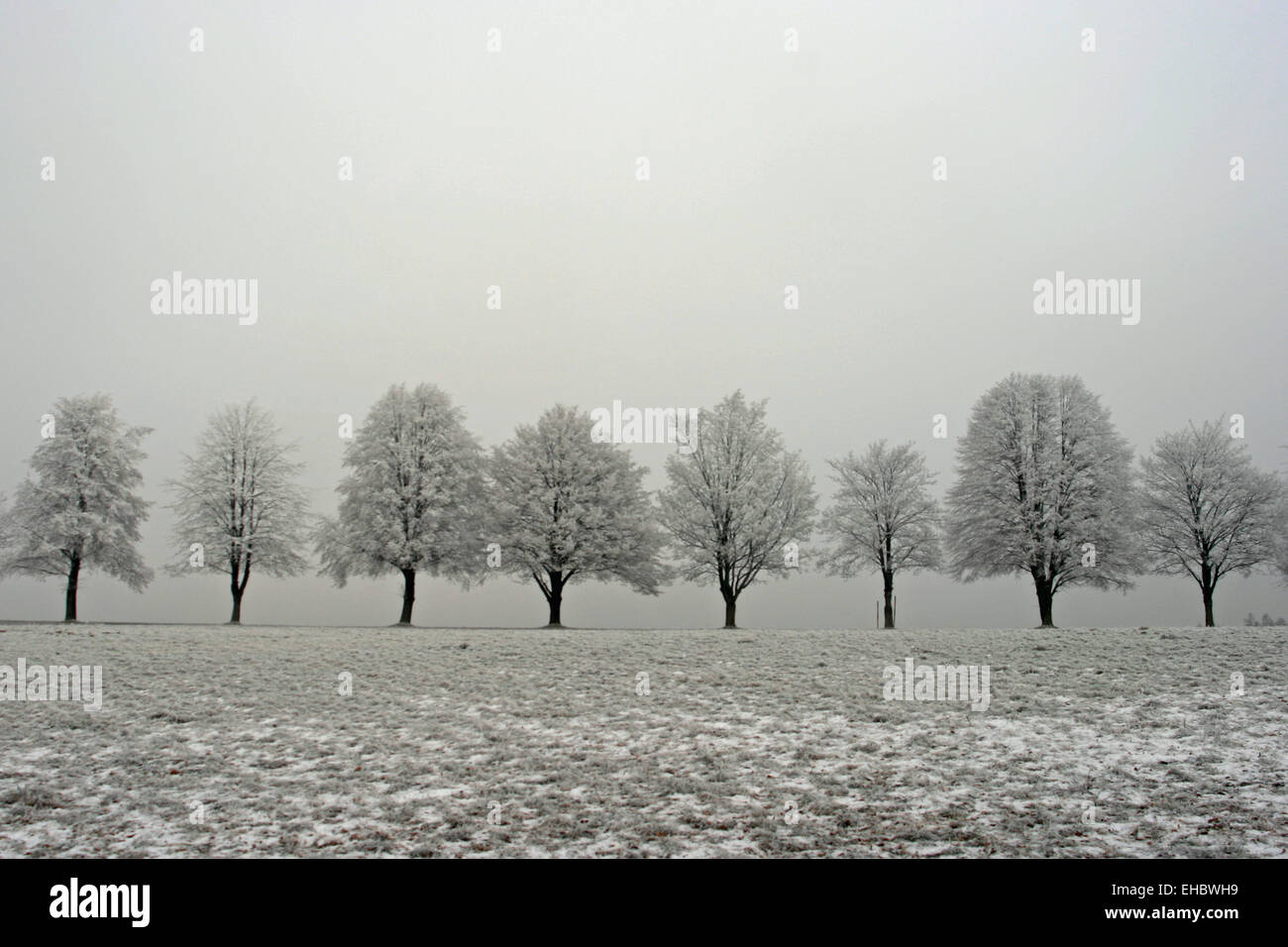 Tree row hi-res stock photography and images - Alamy