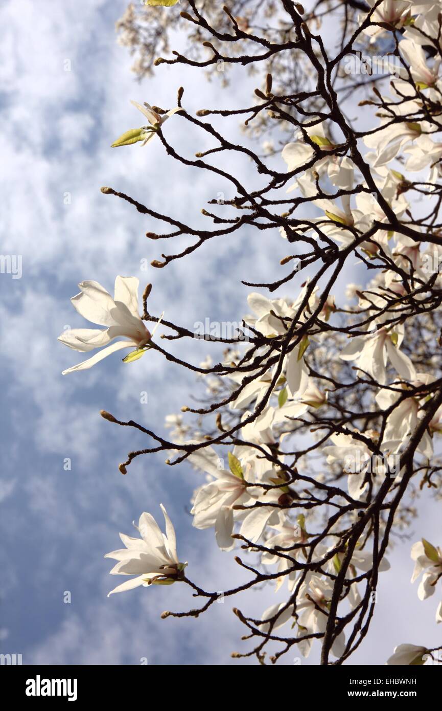 Magnolia tree silhouette hi-res stock photography and images - Alamy