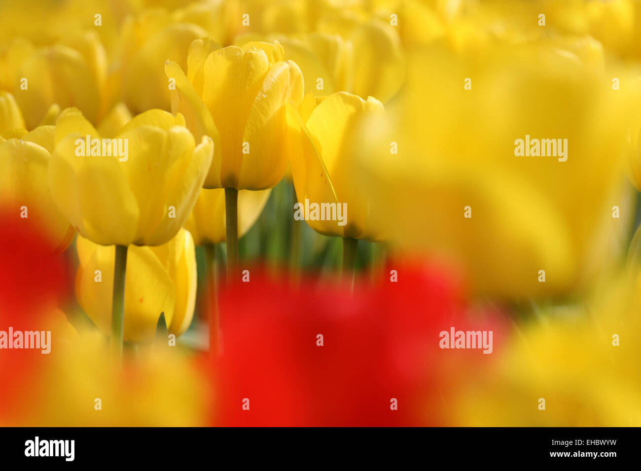 Sea of tulips Stock Photo