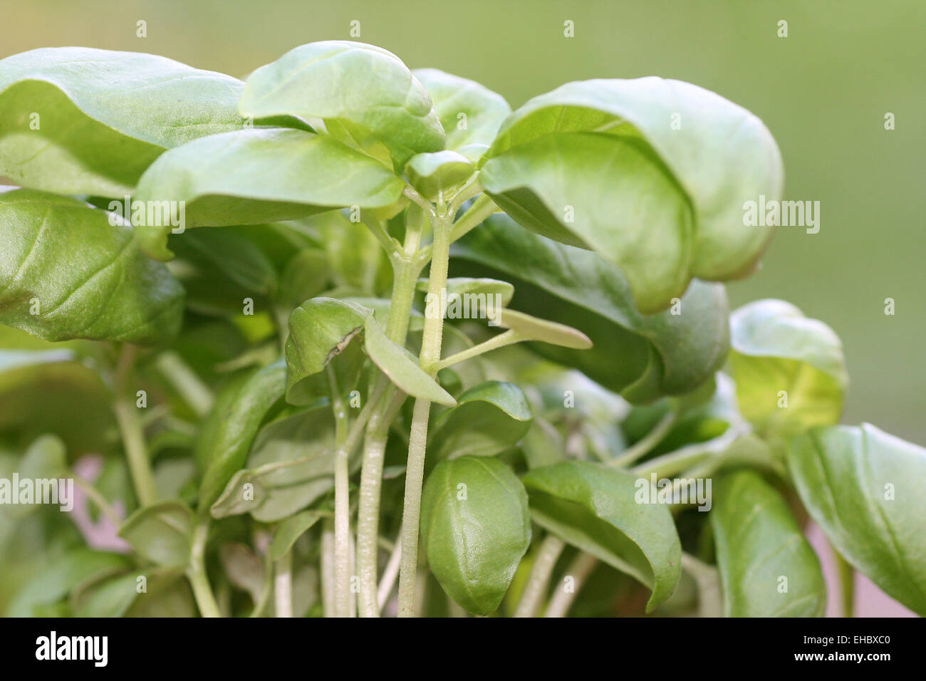 Basilienkraut hi-res stock photography and images - Alamy