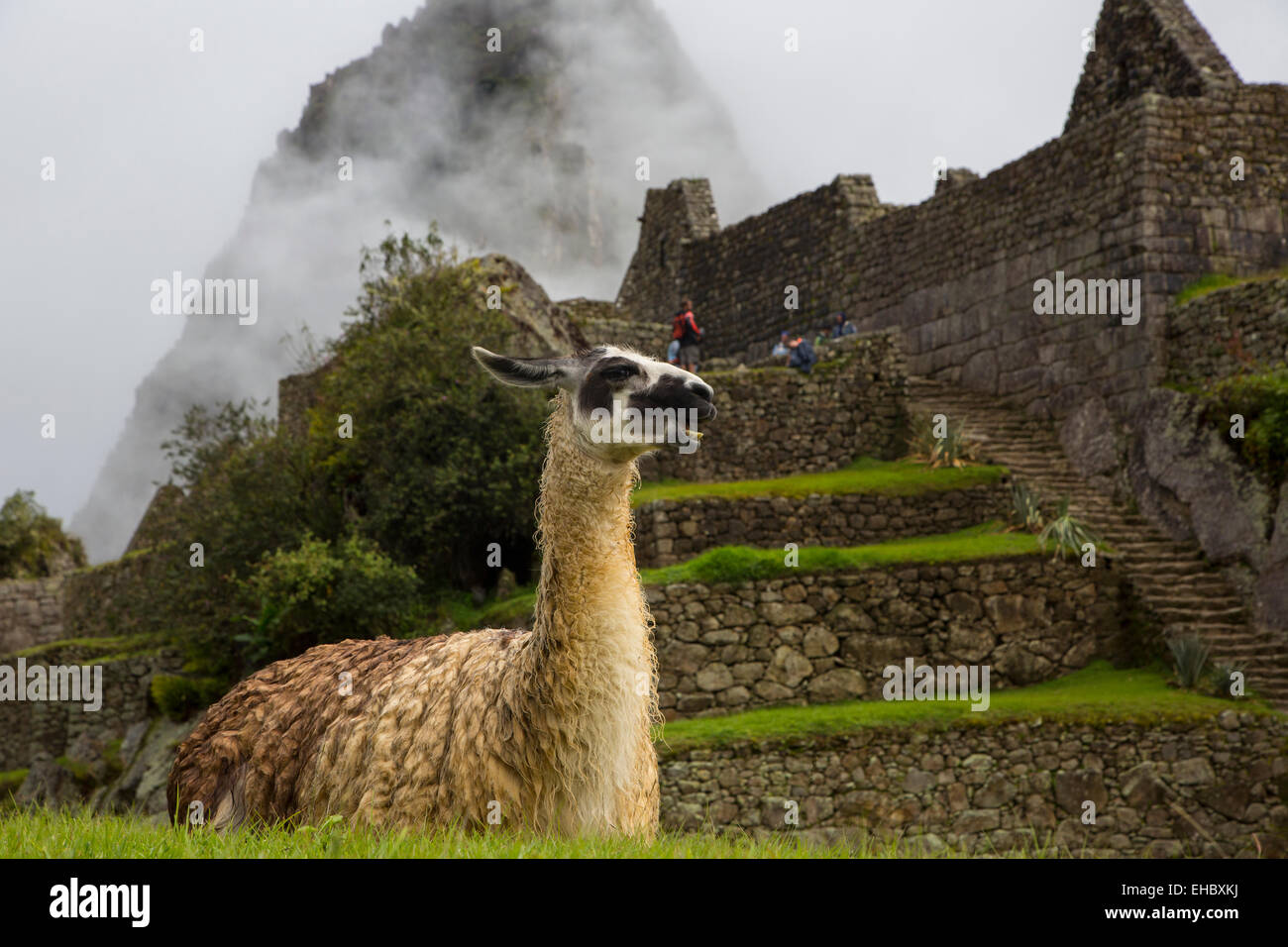 Llama, Machu Picchu, Cusco Region, Urubamba Province, Machupicchu District, Peru Stock Photo