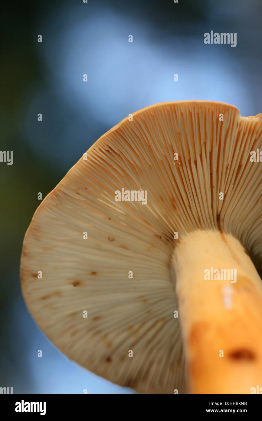 mushrooms Stock Photo