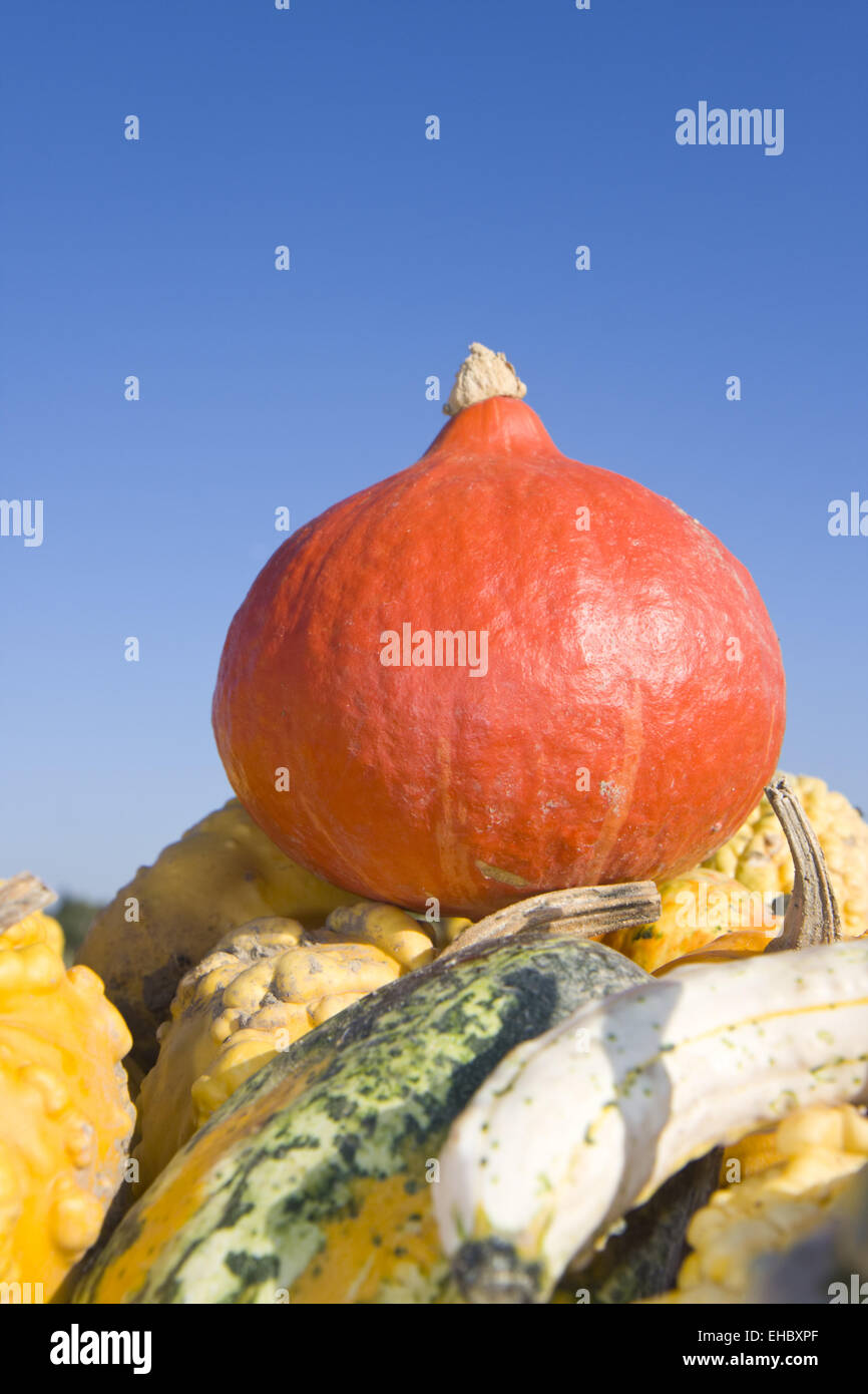 hokkaido and other pumpkins outdoor Stock Photo - Alamy