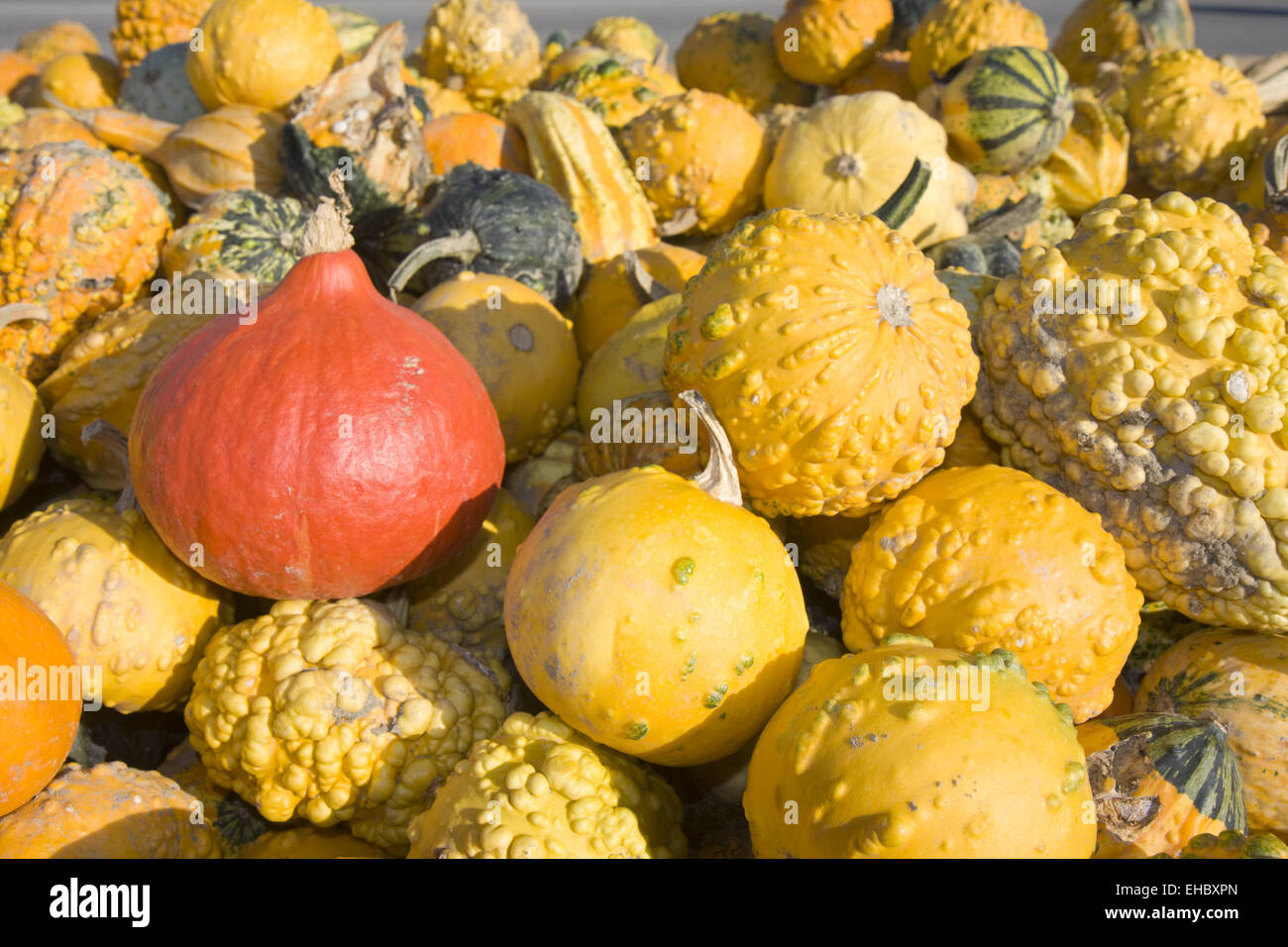 Ripe orange hokkaido pumpkins hi-res stock photography and images - Alamy
