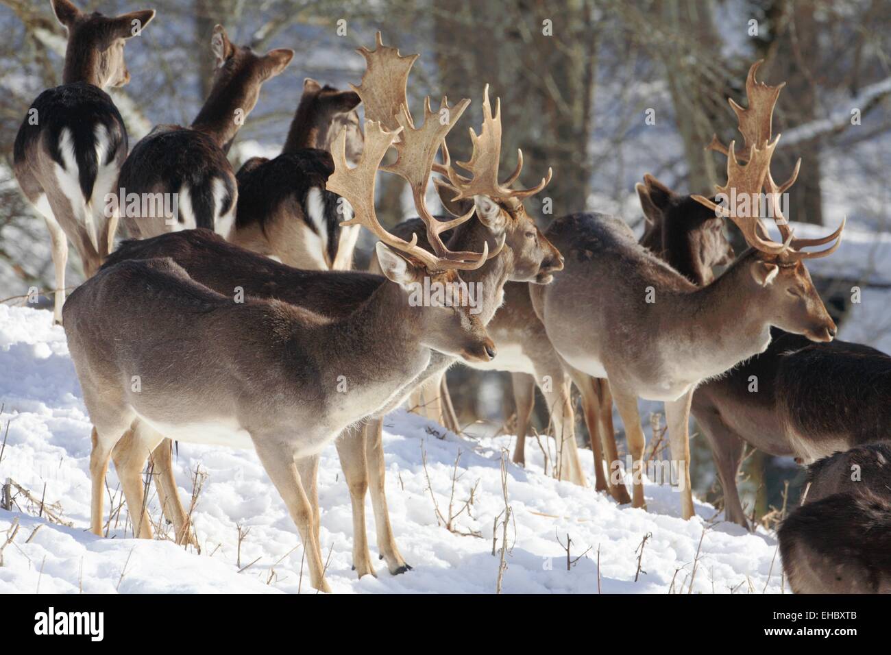 Fallow deers Stock Photo