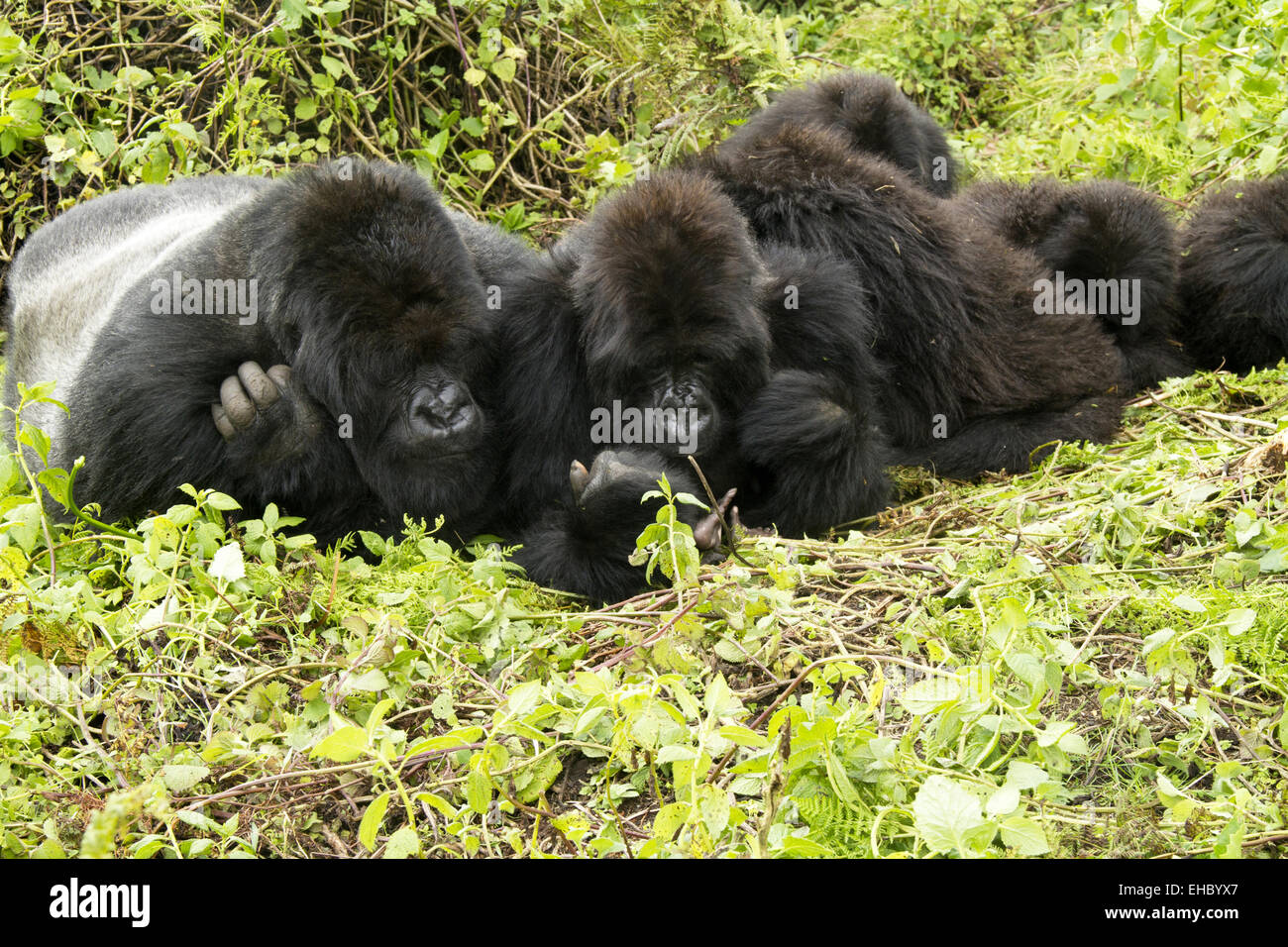 Uganda gorilla hi-res stock photography and images - Alamy