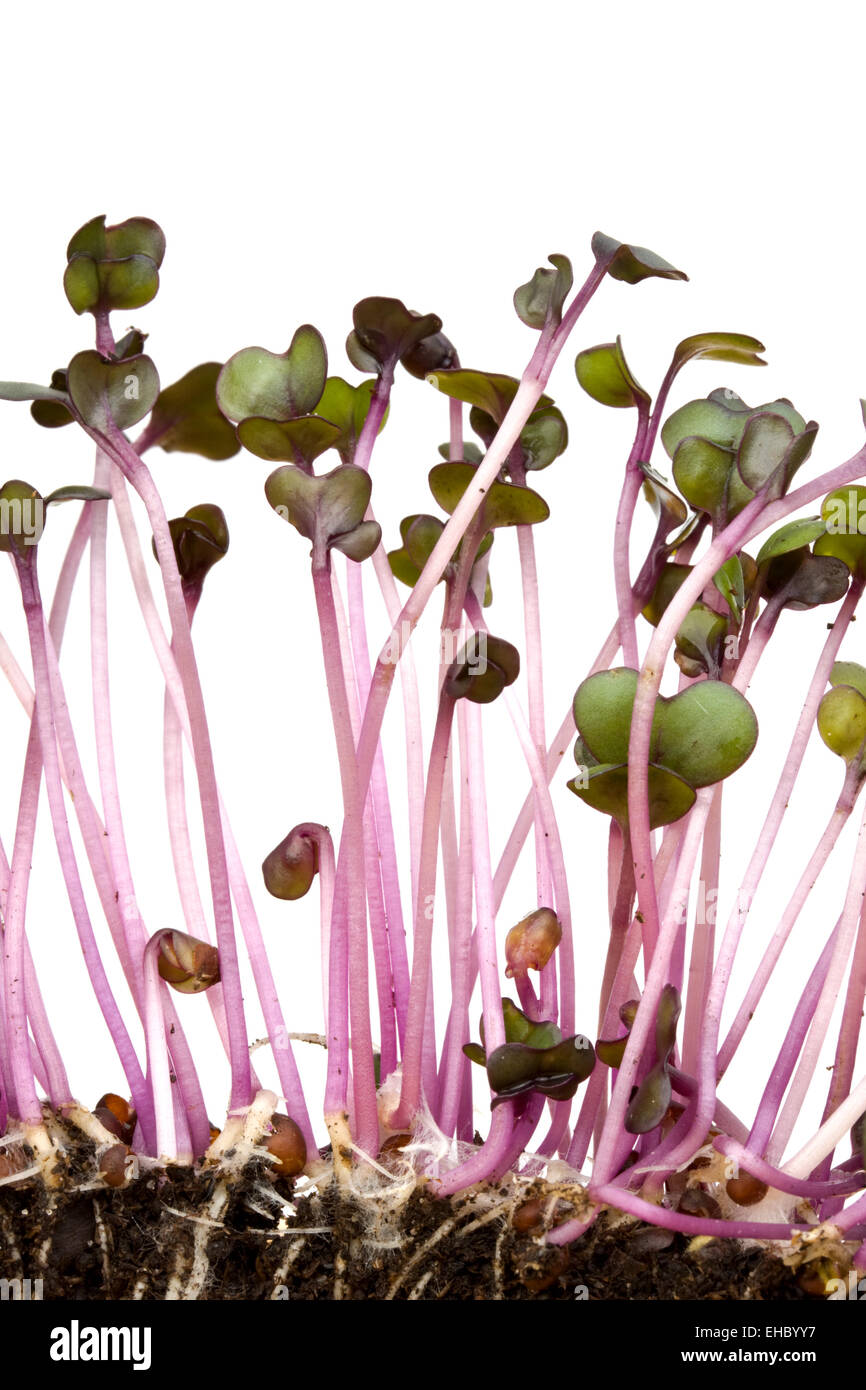closeup of a row of red cabbage sprouts Stock Photo Alamy