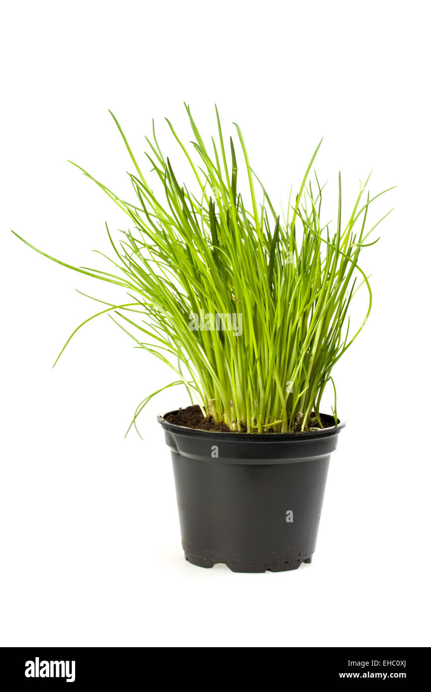pot of chives isolated on white background Stock Photo