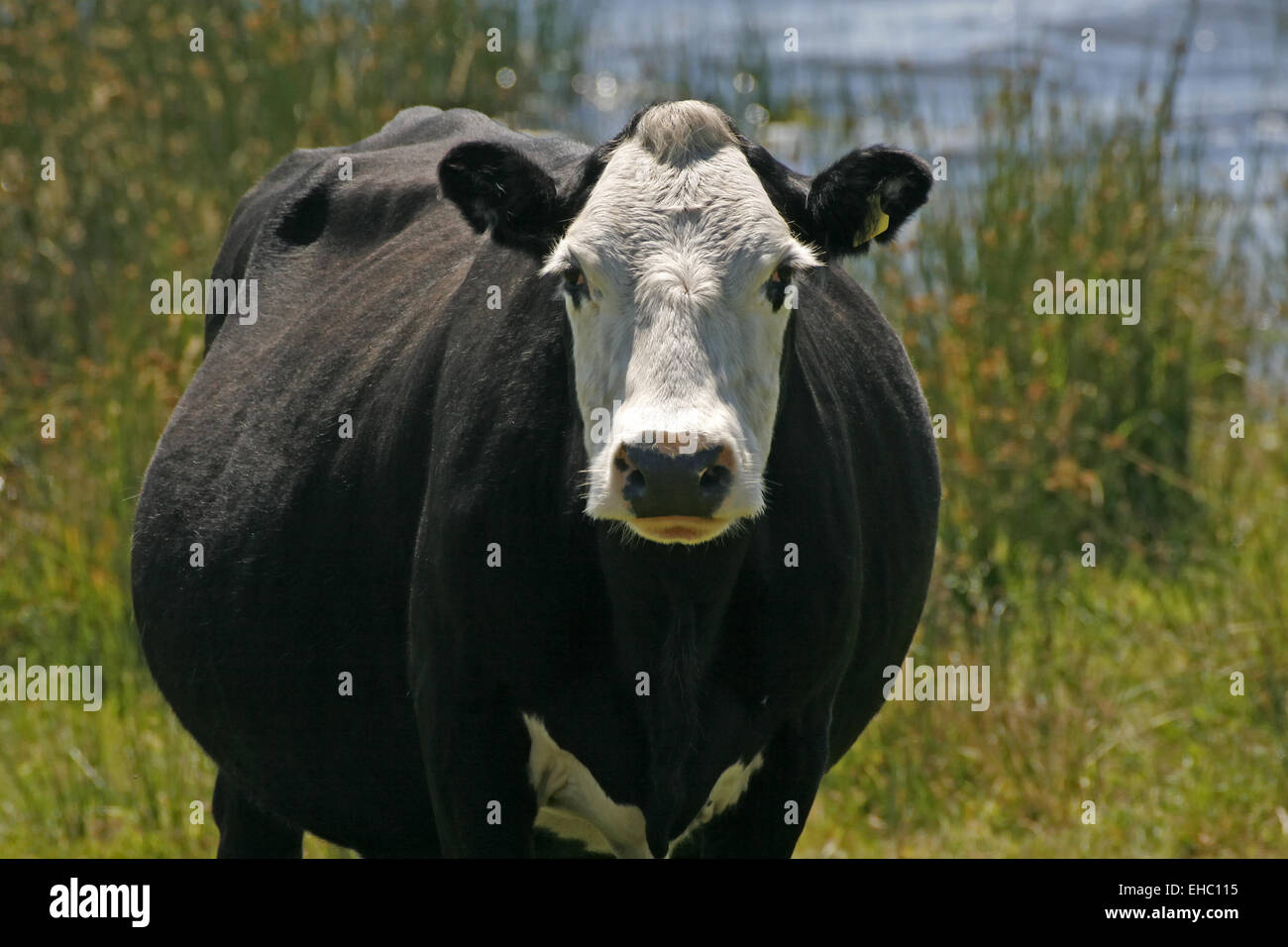 Cow on Bodmin Moor, Cornwall Stock Photo