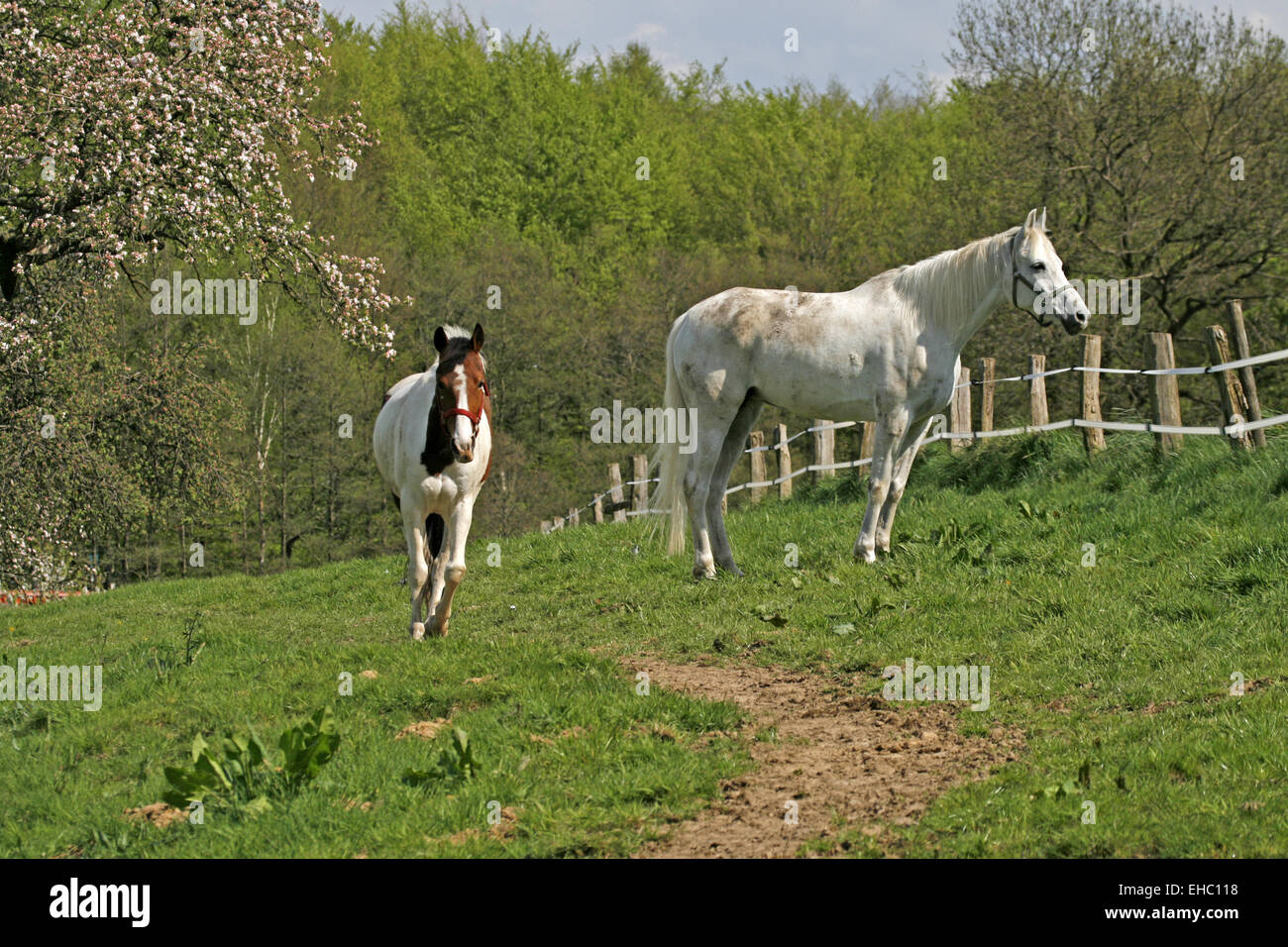 White arabian horse hi-res stock photography and images - Alamy