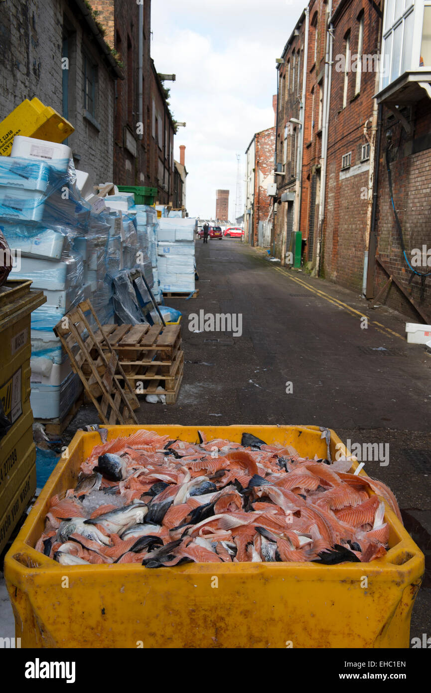 Rotting fish in a skip at Grimsby Docks. Stock Photo