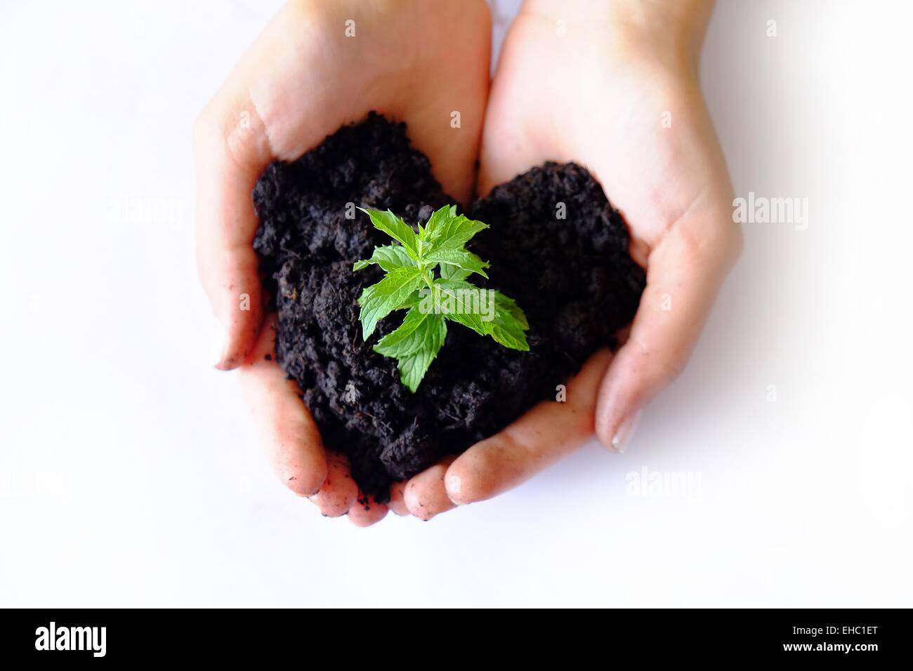 Hands growing and taking care for a young plant Stock Photo