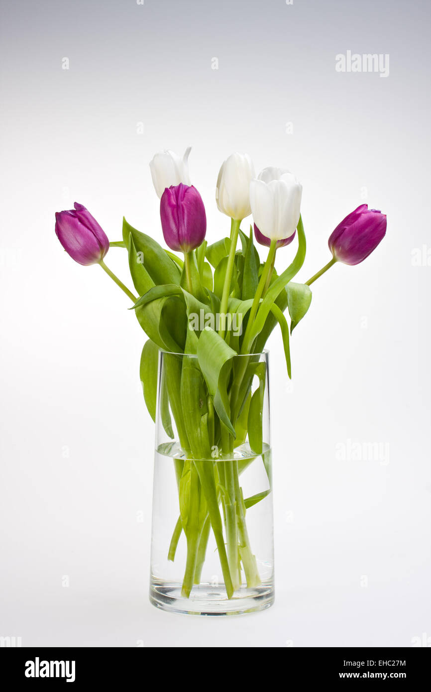 white and purple tulips in a glass vase Stock Photo Alamy