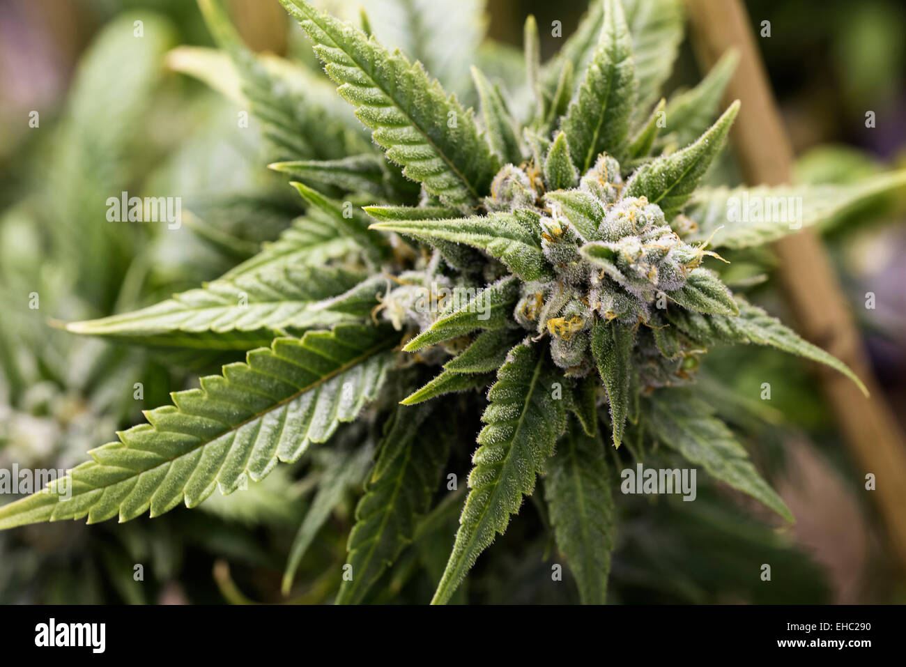 https://c8.alamy.com/comp/EHC290/a-close-up-of-a-medical-marijuana-plant-in-a-grow-room-in-oregon-the-EHC290.jpg