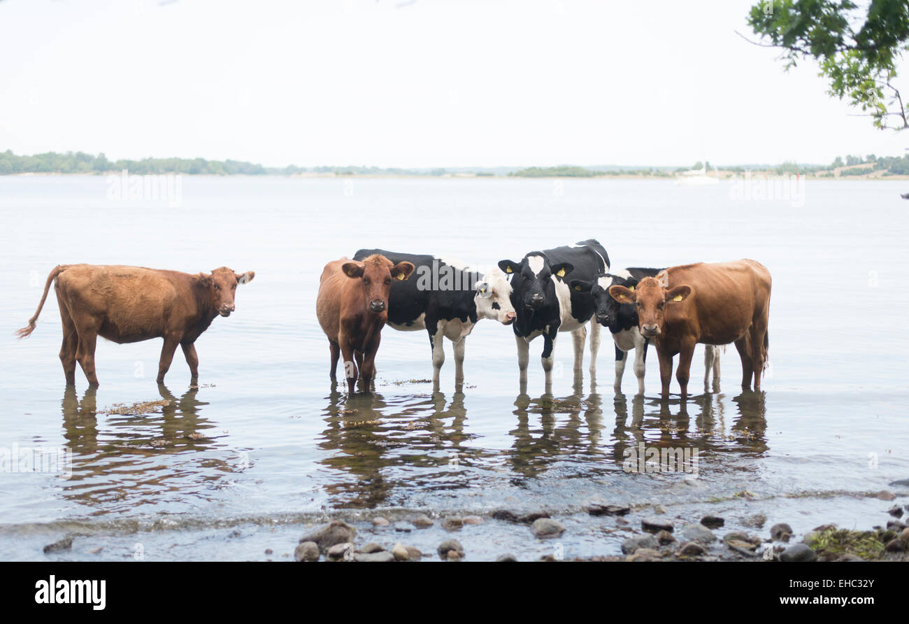 Cows standing in a lake, cooling off on a warm summerday. Cattle in water. Stock Photo