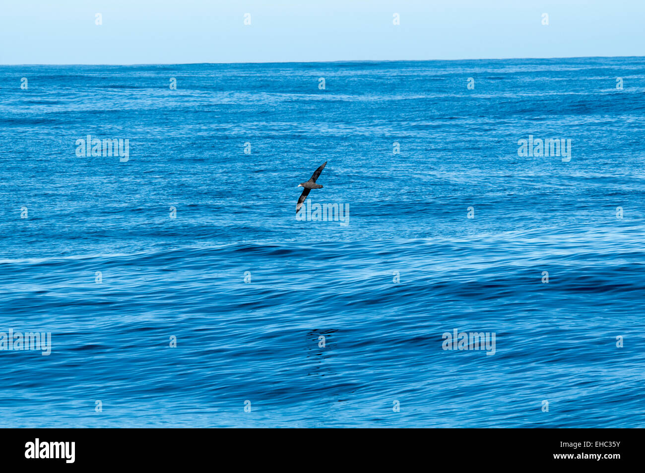 White-chinned Petrel flying over the South Atlantic Ocean off the coast of South Africa.  Weißkinn-Sturmvogel über dem Atlantik. Stock Photo