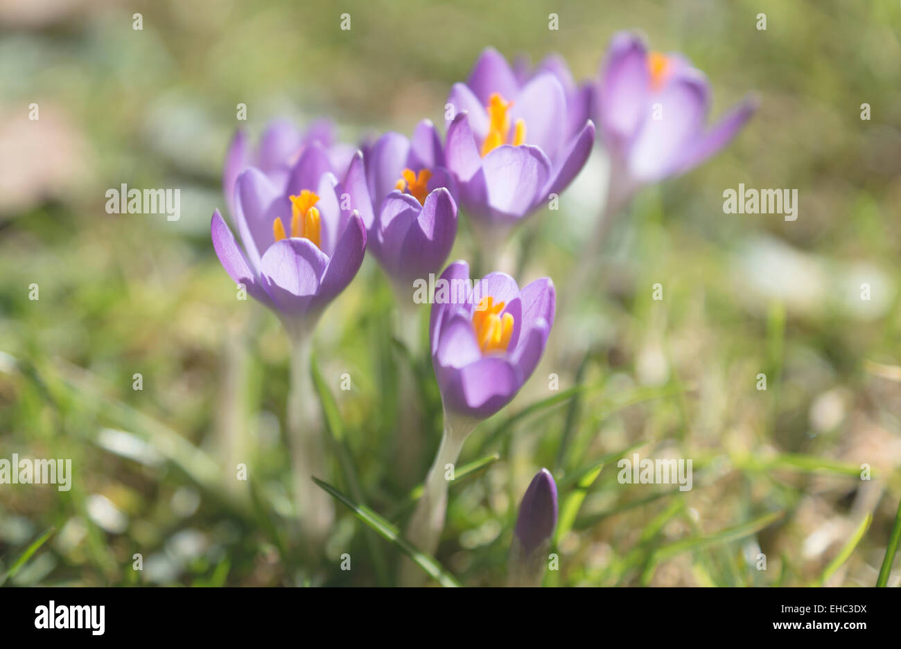 spring crocus in a field, Austria Stock Photo