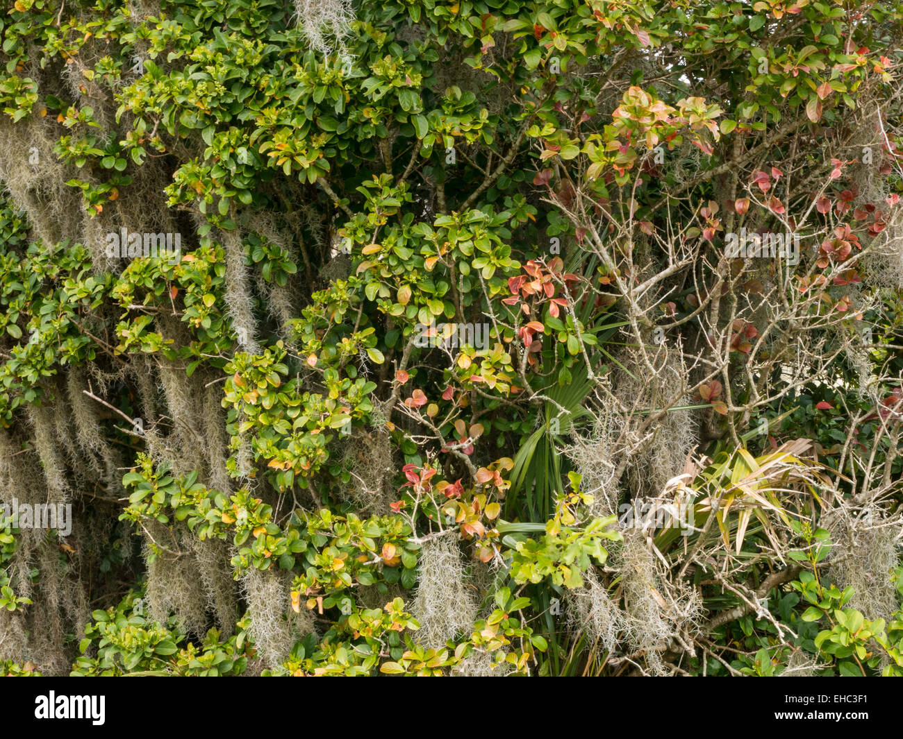 Vegetation, Florida Stock Photo
