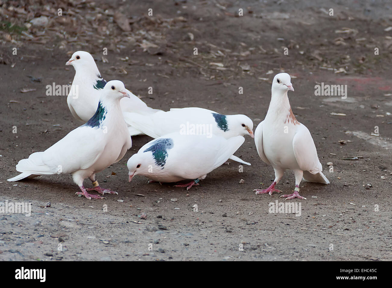 White doves feed on the ground Stock Photo