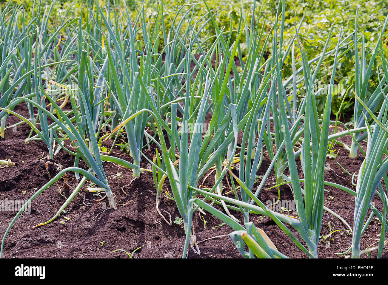 Onions growing in the vegetable garden Stock Photo Alamy