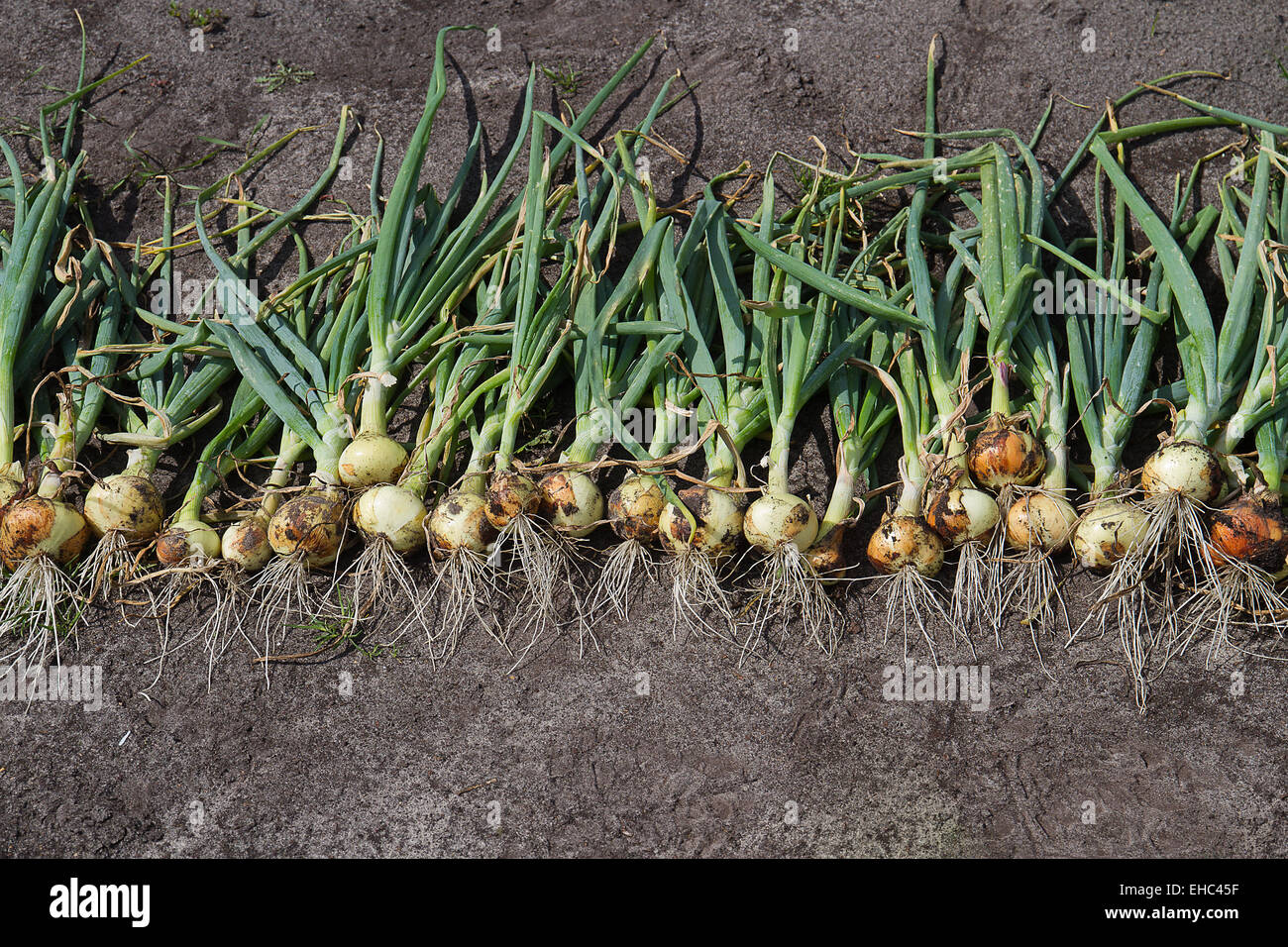 Onion field harvesting hi-res stock photography and images - Alamy