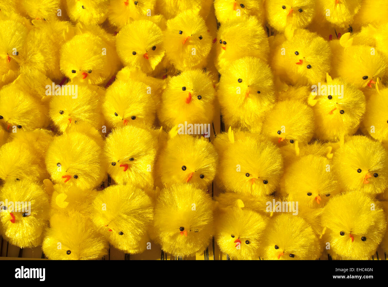 fluffy toy chicks in a box waiting to be processed in an Easter show