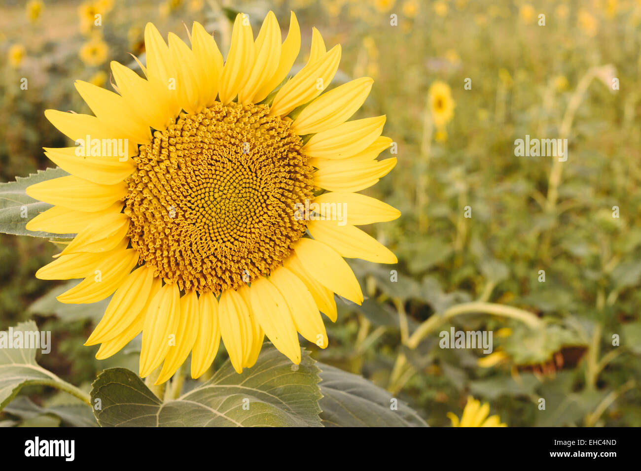 Sunflower field sunset blooming hi-res stock photography and images - Alamy
