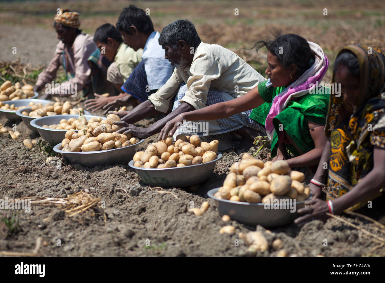 Bangladesh. 11th March, 2015. Farmers collecting potato from cropland. Potatoes provide important elements to the diets of Bangladeshi people as a source of vitamin C and carbohydrate. Potatoes are now the third most important food item in the country with 8.5 million tones of annual production. Credit:  zakir hossain chowdhury zakir/Alamy Live News Stock Photo