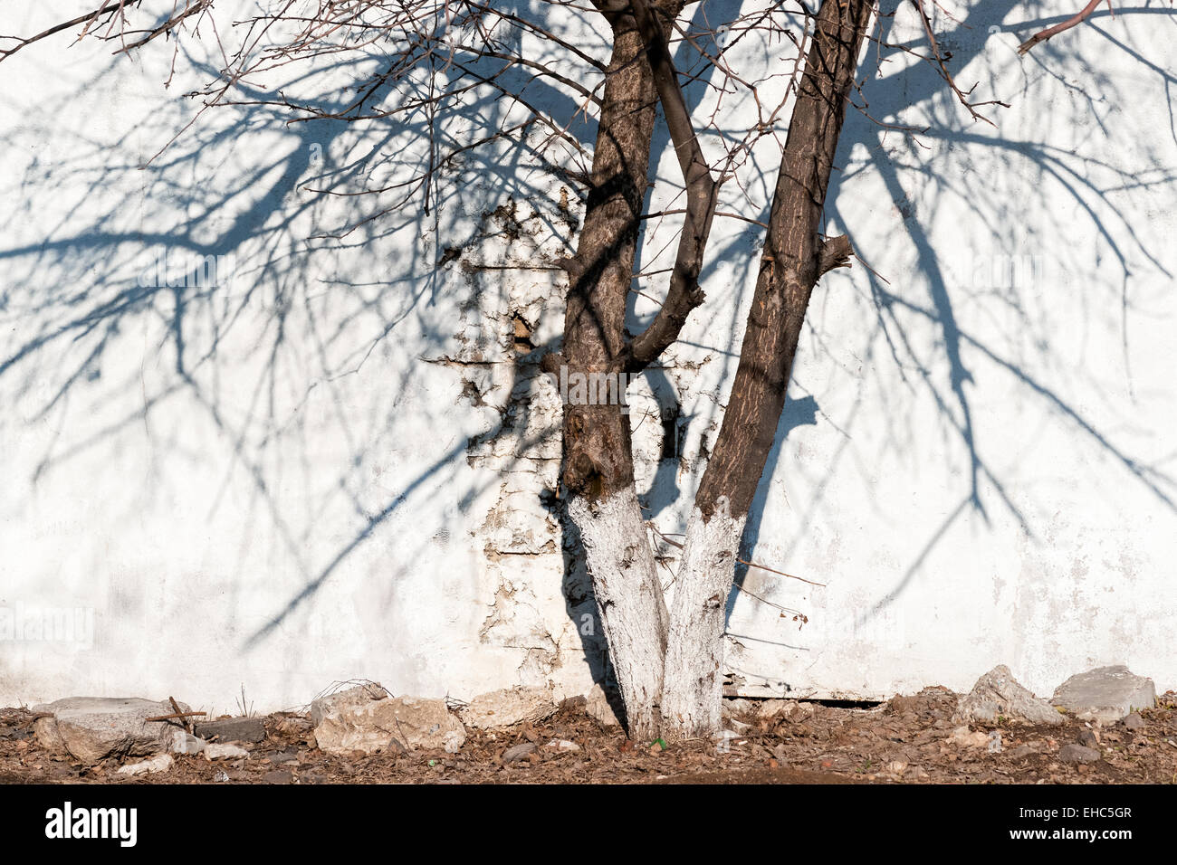 Real branches hires stock photography and images Alamy