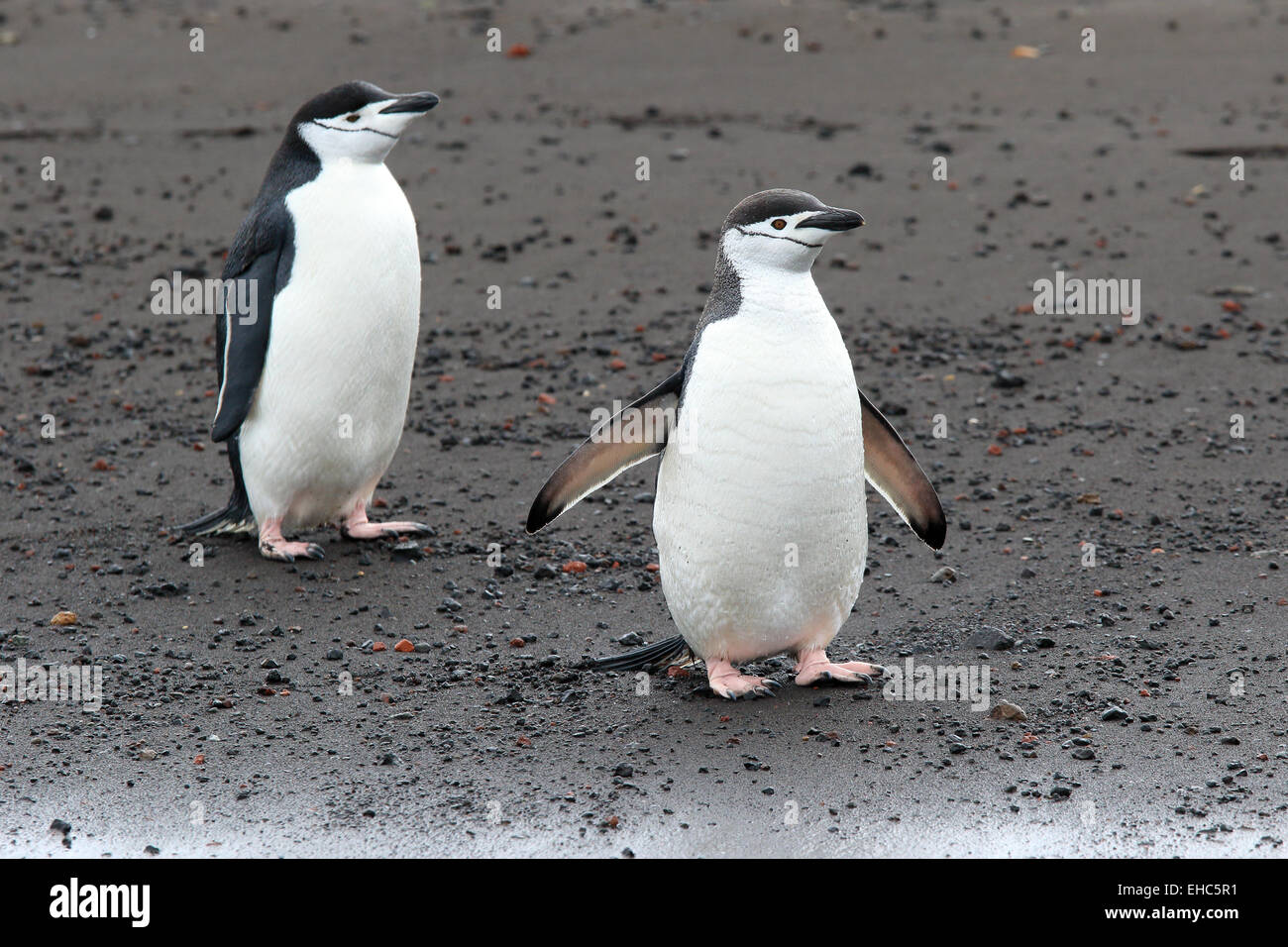 Antarctica penguin Deception Island, penguins, Antarctic. Chinstrap penguins (Pygoscelis antarctica) Stock Photo