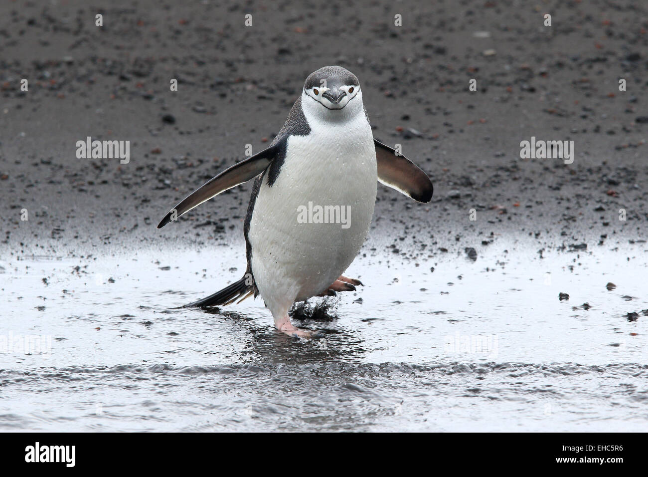 Antarctica penguin Deception Island, penguins, Antarctic. Chinstrap penguins (Pygoscelis antarctica) Stock Photo