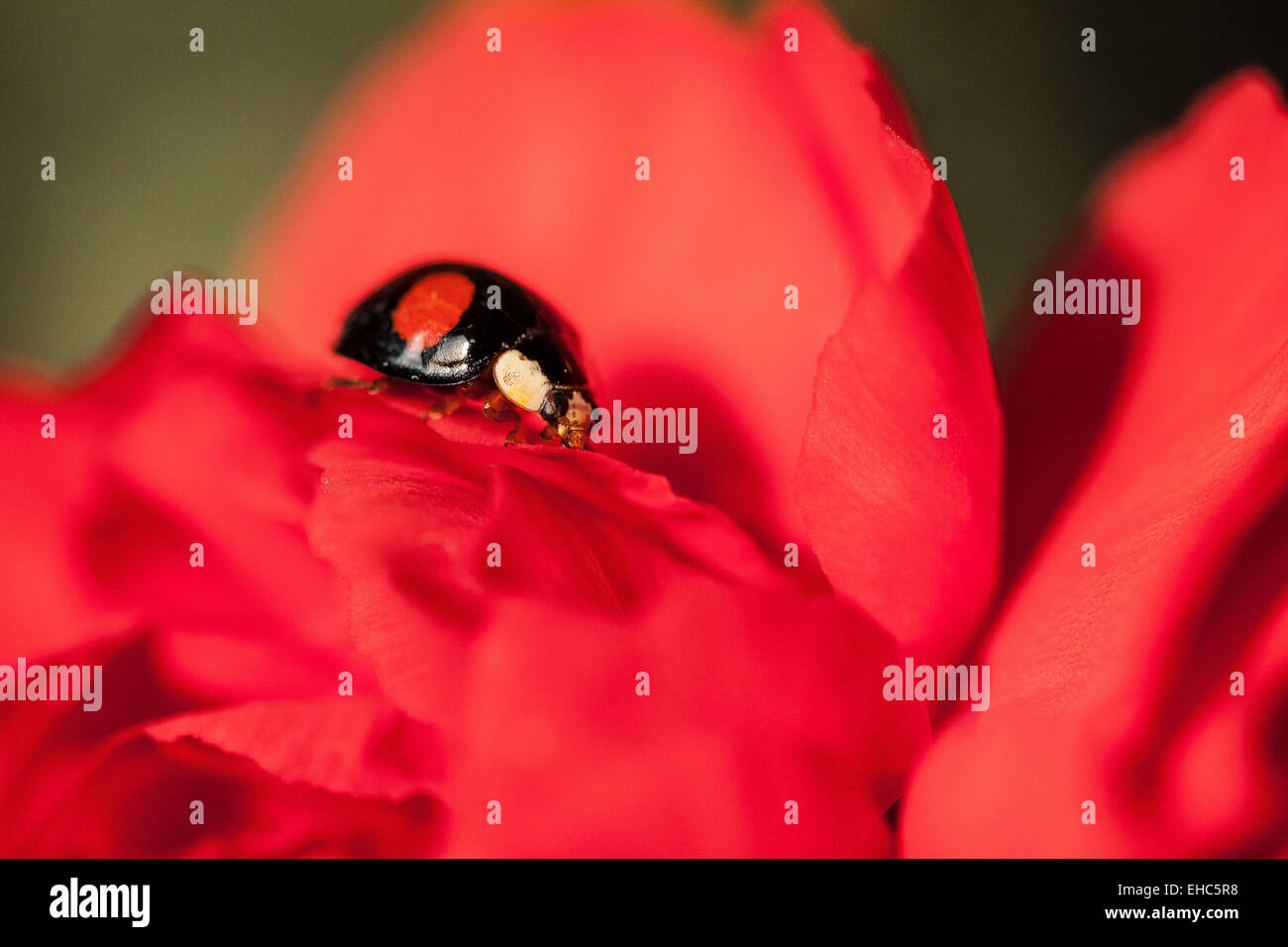 Harlequin Ladybird on a Carnation 1 Stock Photo
