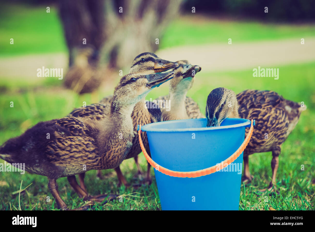 A collection of ducks drinking water from a blue bucket Stock Photo Alamy