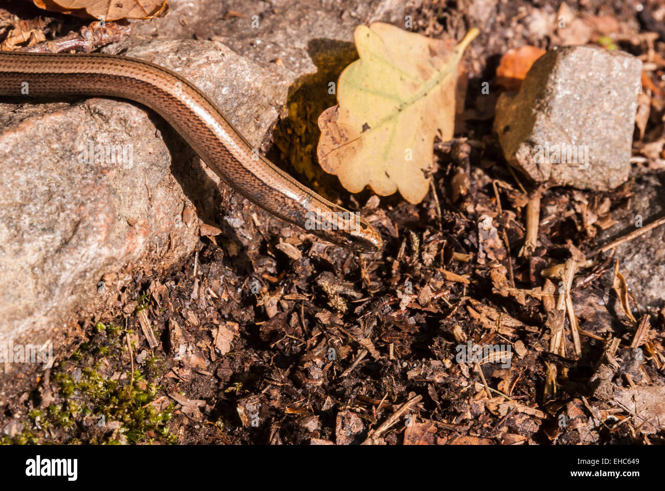 A Slow worm, Anguis fragilis, slithering over a rock and the soil Stock Photo