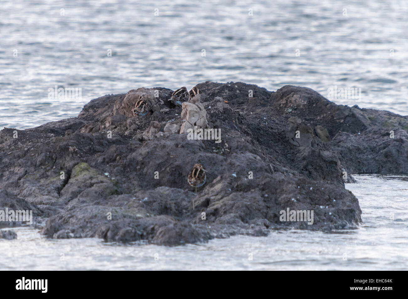 Four Snipe, Gallinago gallinago, on a muddy island in a lake Stock Photo