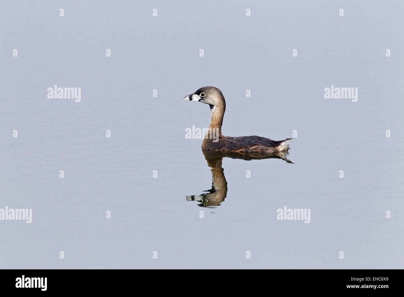 Pied-billed Grebe (Podilymbus podiceps), adult in summer plumage swimming on water with reflection, Florida, USA Stock Photo