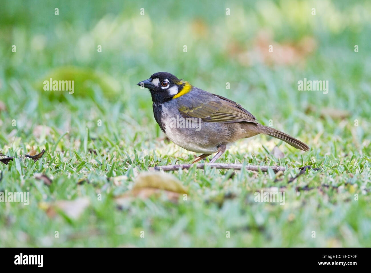 White-eared Ground Sparrow (Melozone leucotis) adult male feeding on low vegetation on the ground, Costa Rica, Central America Stock Photo