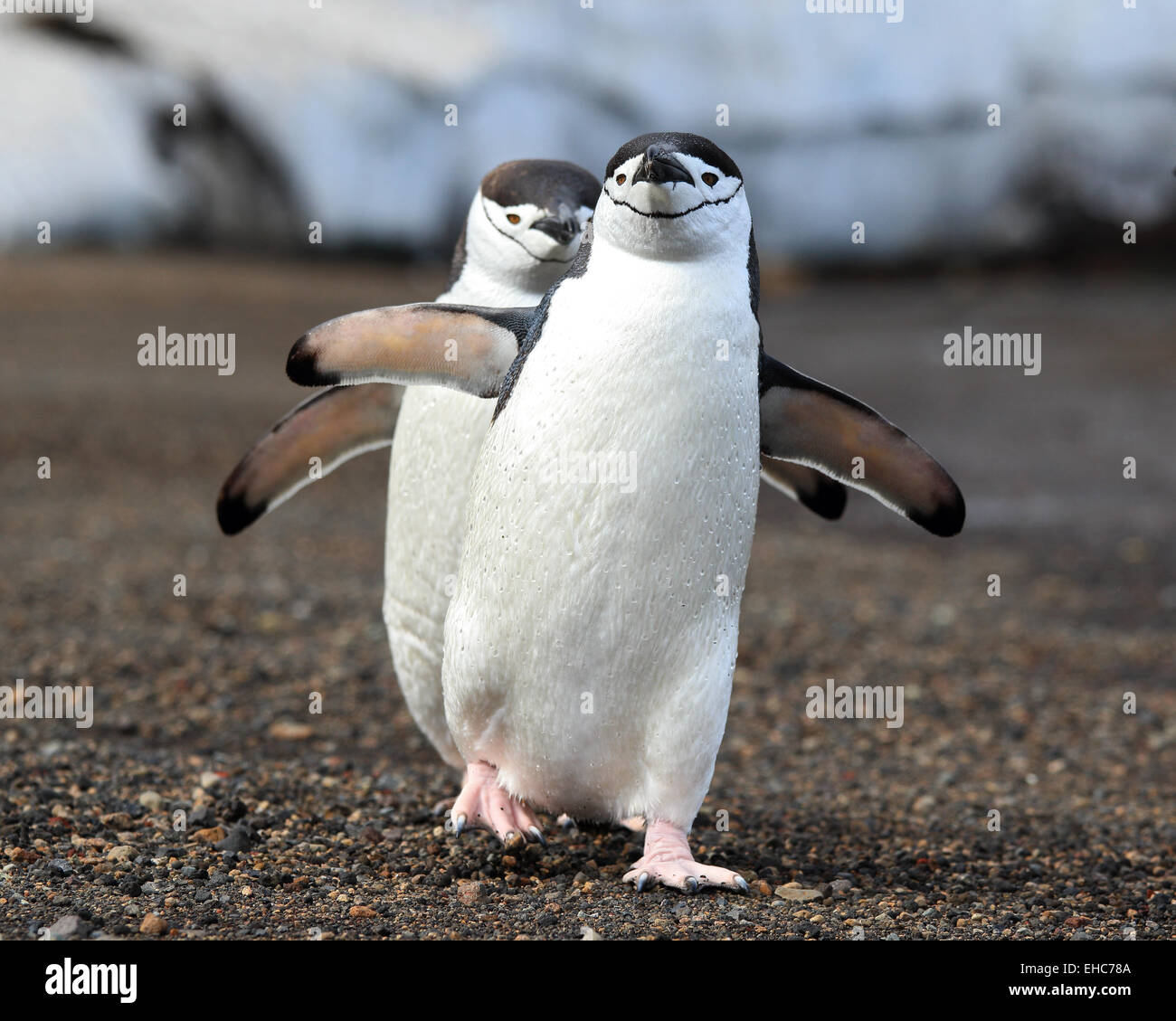 Antarctica penguins, Chinstrap penguin, penguins walking Antarctic.(Pygoscelis antarctica) Stock Photo