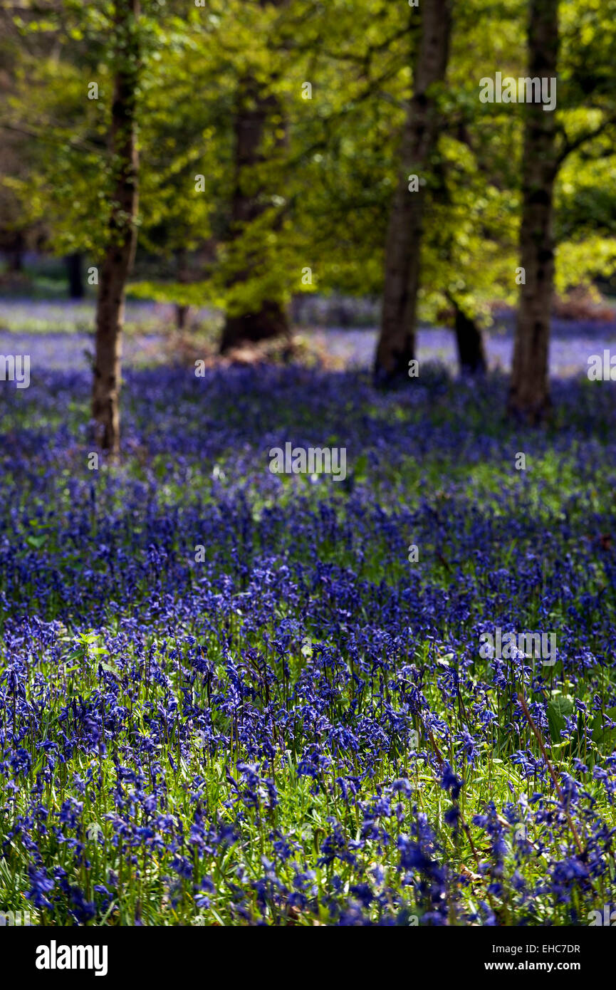 Bluebells(Endymion nonscriptus) on forest clearing england great britain UK europe Stock Photo