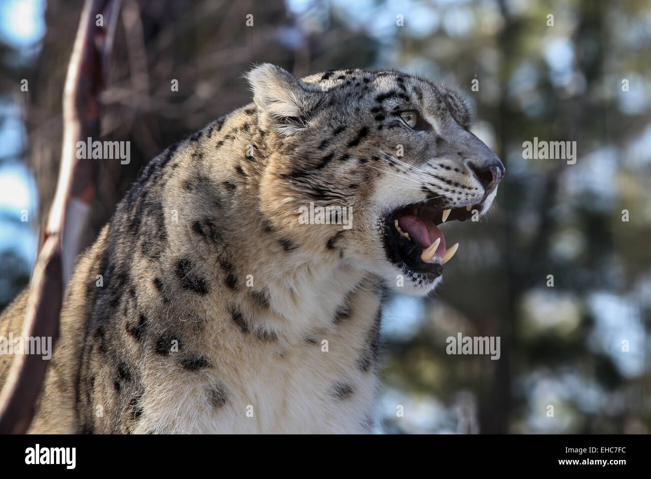Snow Leopard (Panthera uncia) male with tongue, captive. Stock Photo