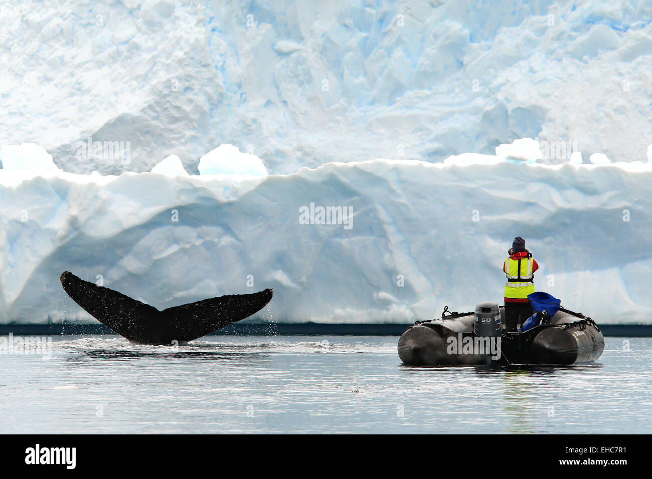 Antarctica whale in Antarctica and Zodiac driver watching Humpback whale tail in Neko Harbor, Antarctic Peninsula, Antarctica. Stock Photo
