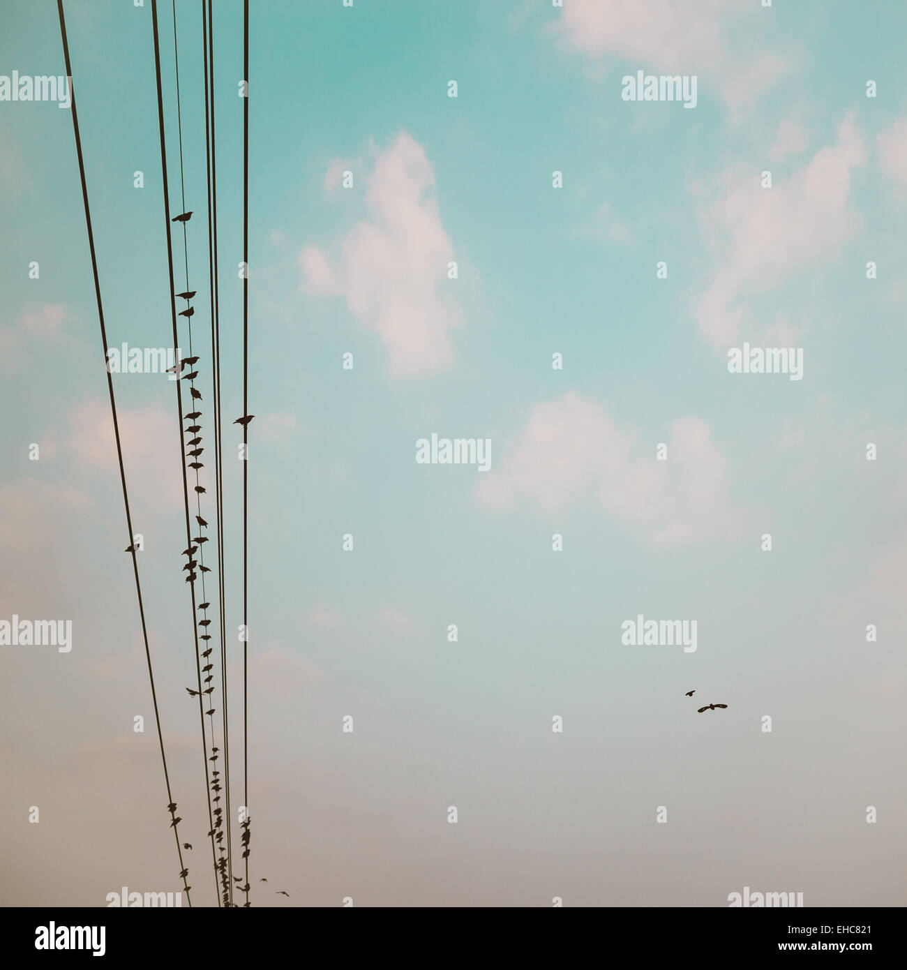 birds on power line cable against blue sky with clouds background ...