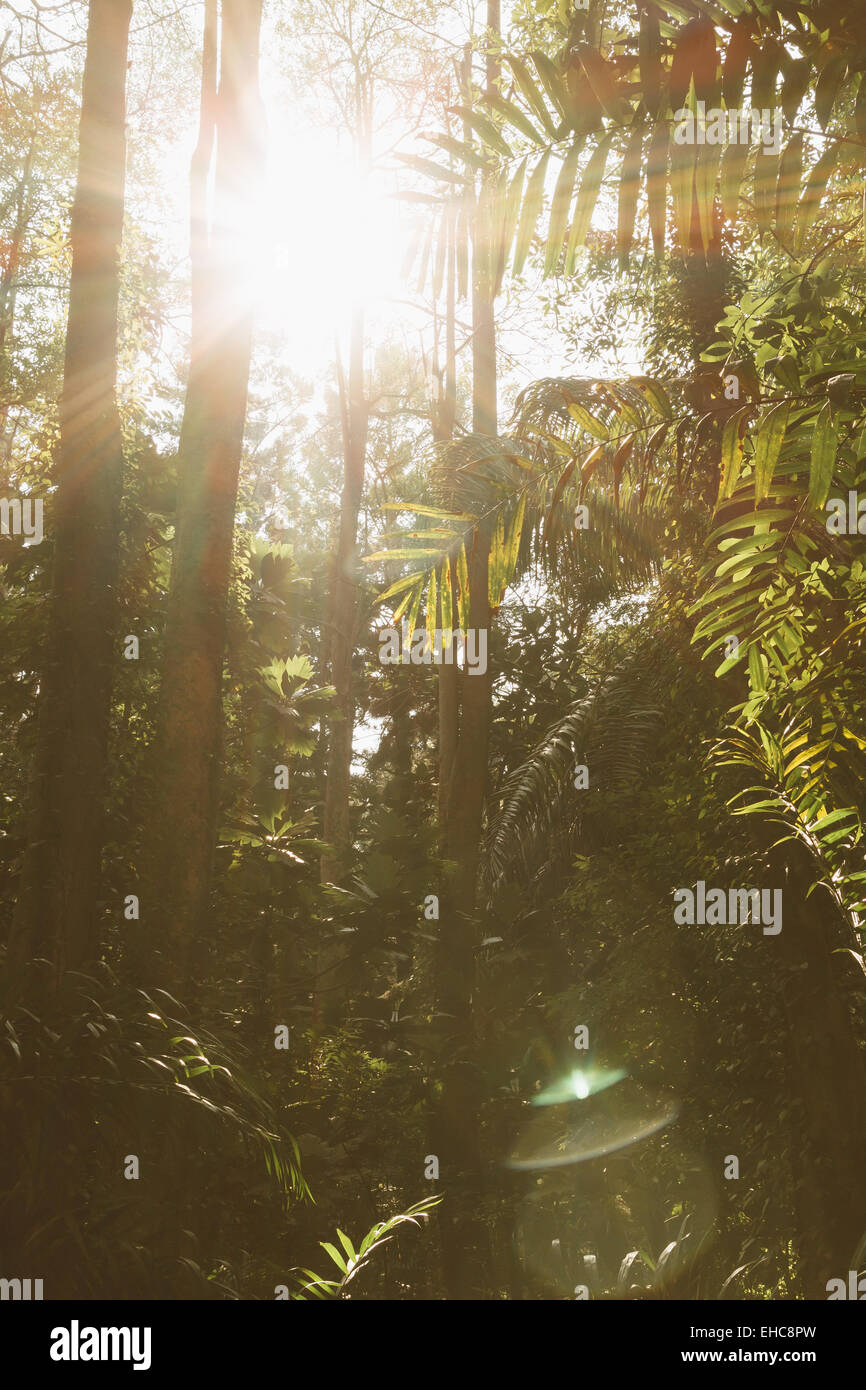 Sunbeams in foggy autumn hi-res stock photography and images - Alamy