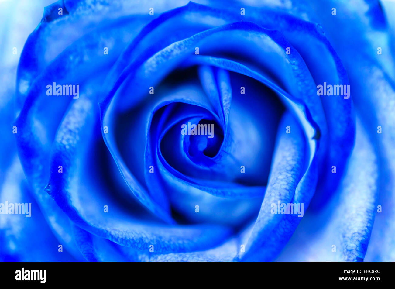 Abstract Blue Rose Close Up Macro Stock Photo