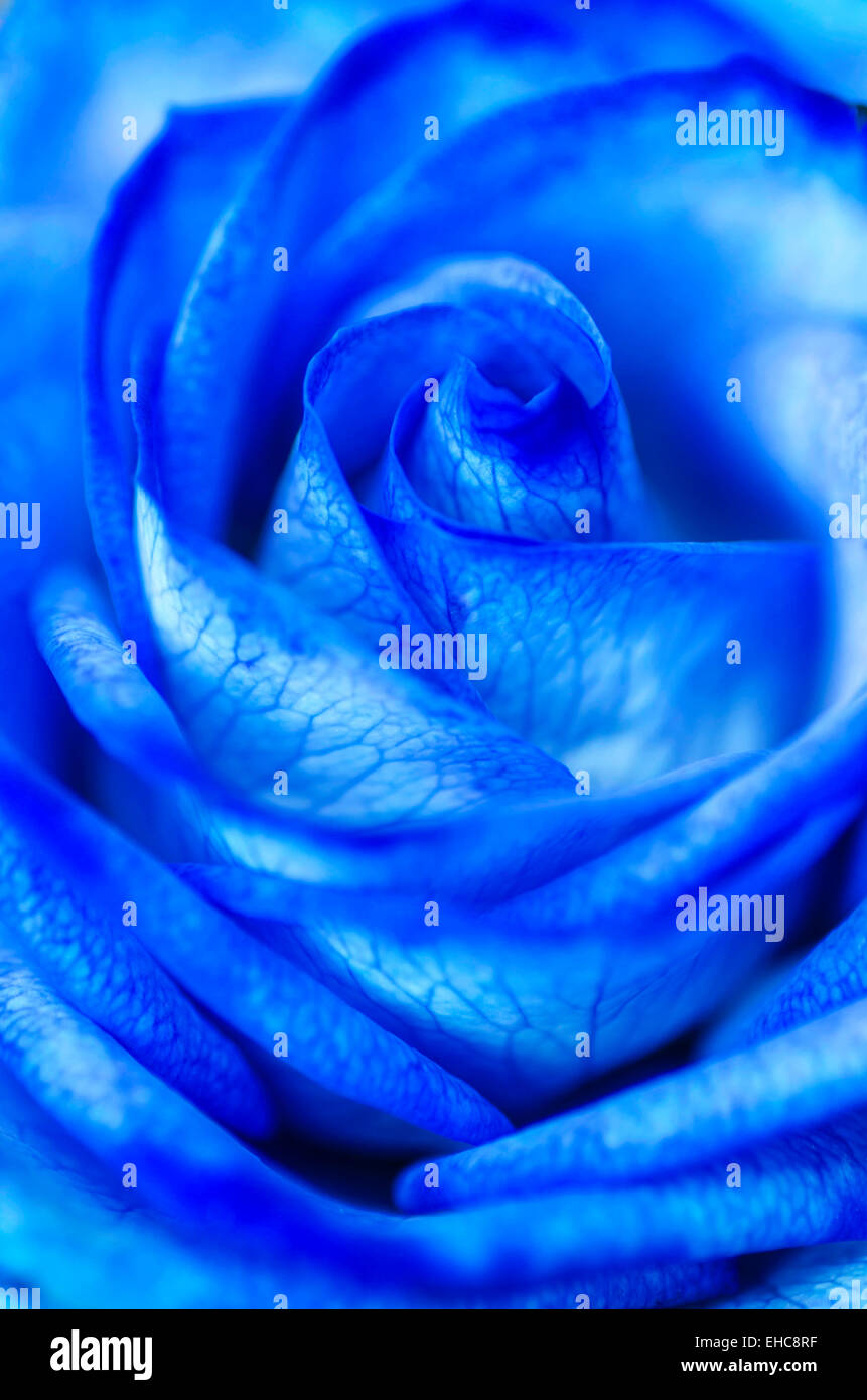 Abstract Blue Rose Macro Close Up Stock Photo