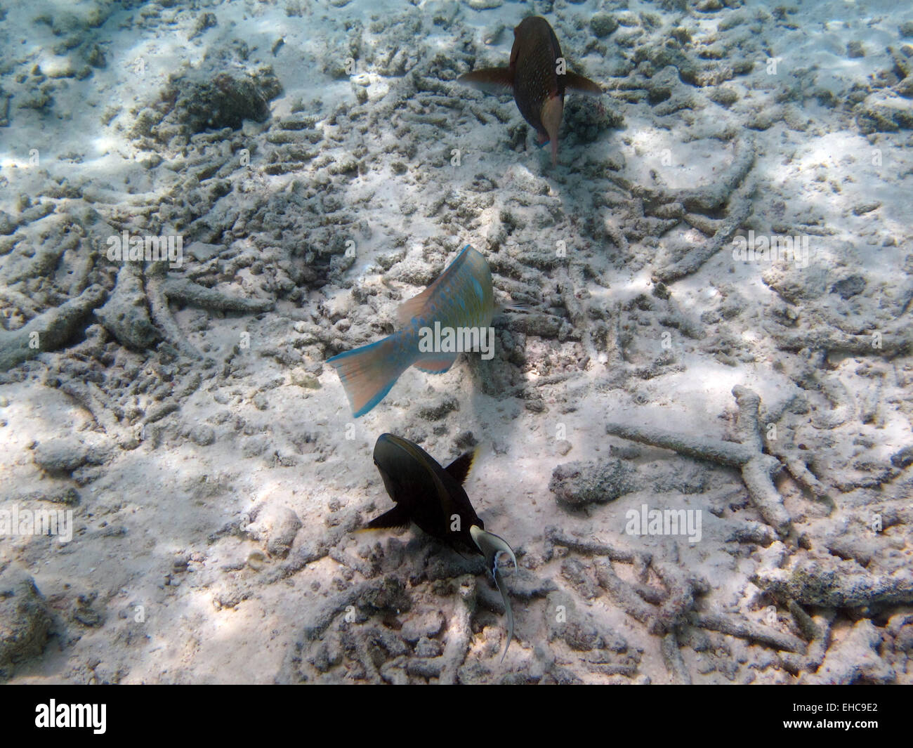 Eyestripe Surgeonfish, Bridled Parrotfish and a Philippine Damselfish on a coral reef in the Maldives Stock Photo