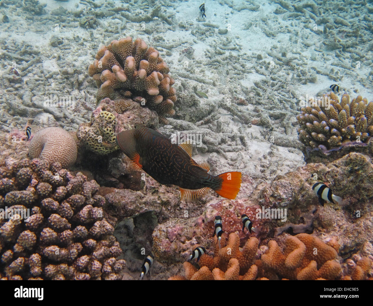 An Orange stripe Trigger fish and a shoal of Humbug  or Whitetail dascyllus swimming over  Acropora coral  in the Maldives Stock Photo