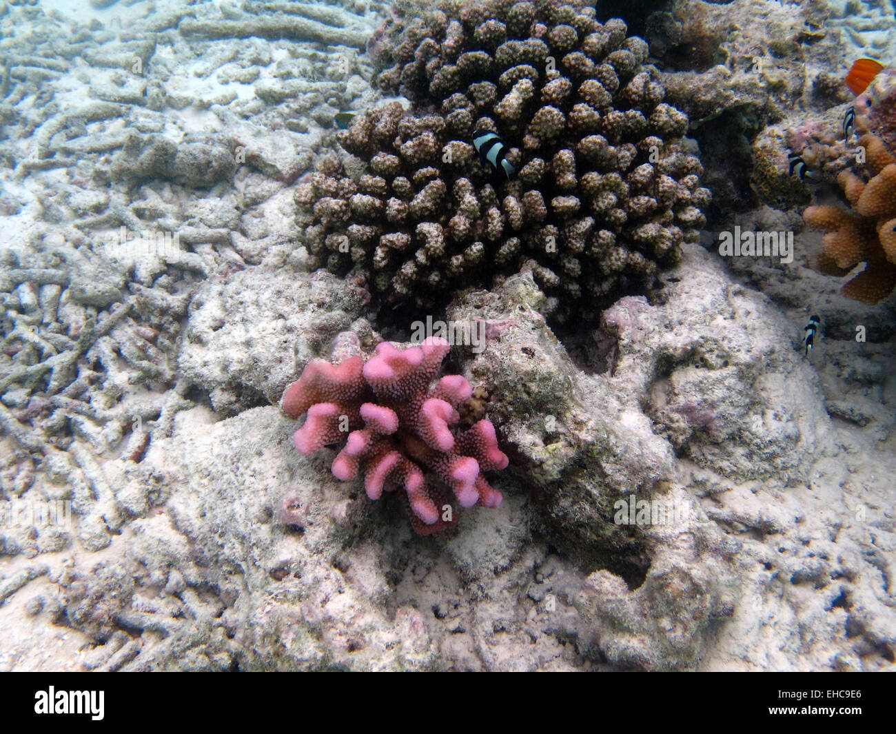 A Humbug damselfish or Whitetail dascyllus swimming around Acropora coral heads in the Maldives Stock Photo