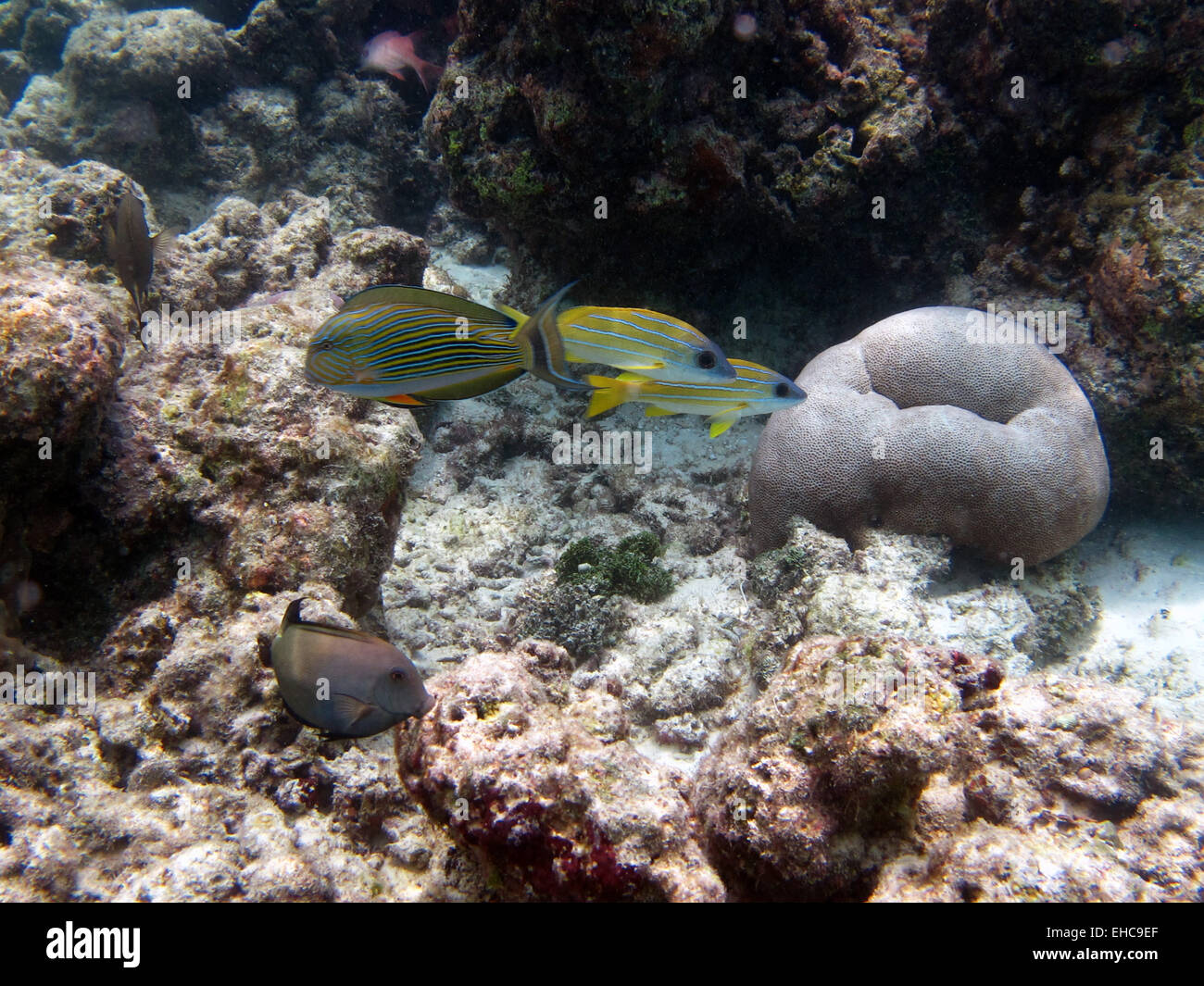 Lined Surgeonfish, a Kashmir Snapper, & Lined Bristletooth Surgeonfish on a coral reef in the Maldives with a brain coral nearby Stock Photo