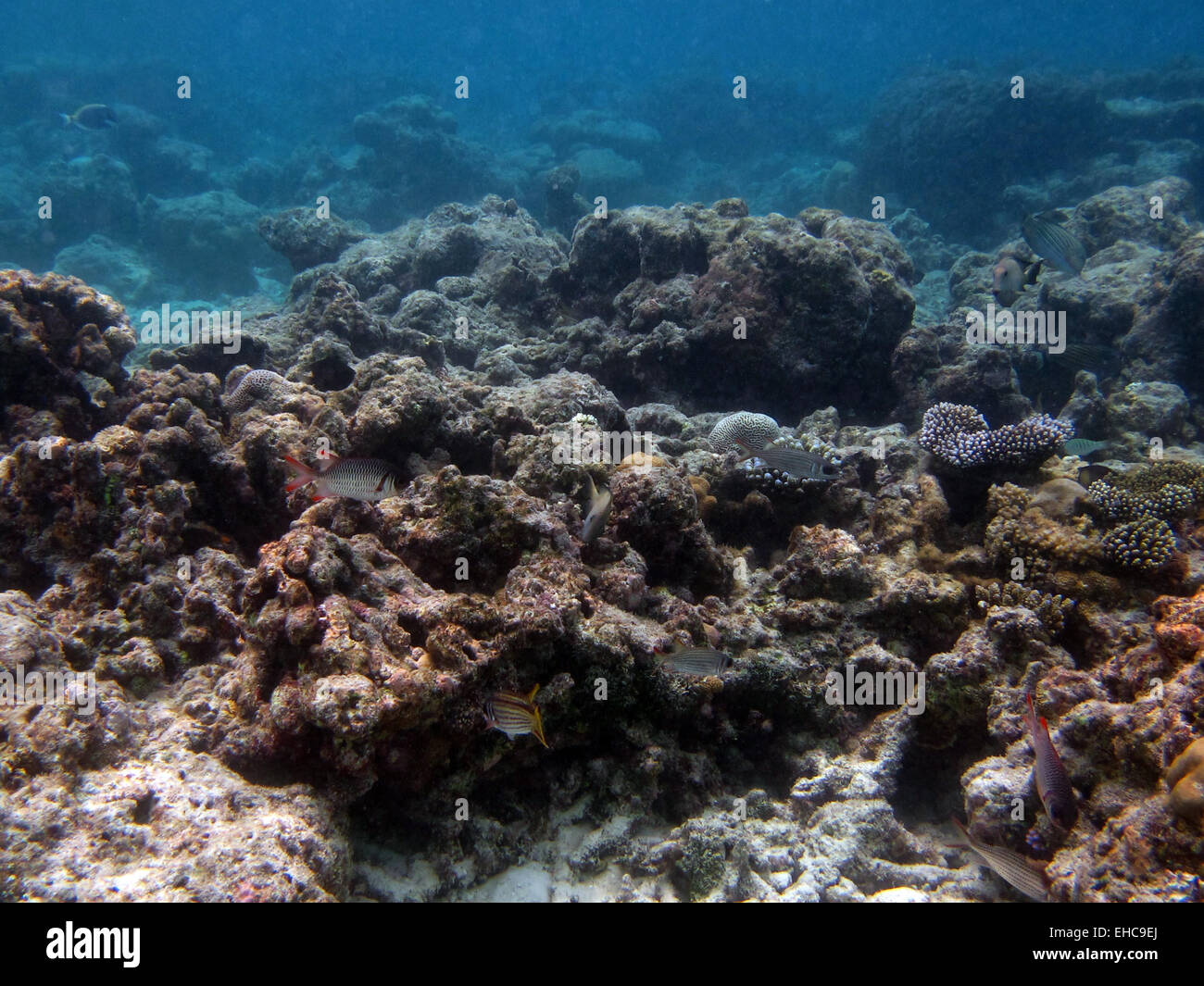 Violet Soldierfish, a Crown Squirrelfish  and an Ornate Emperor fish on a coral reef in the Maldives Stock Photo